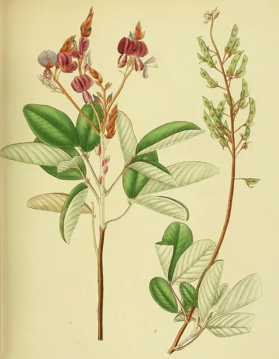 Framed Print : Desmodium jucundum, native to Southeast Asia, Sri Lanka, digitally restored historical colour print from 1893 Framed Print : Desmodium jucundum, native to Southeast Asia, Sri Lanka, digitally restored historical colour print from 1893