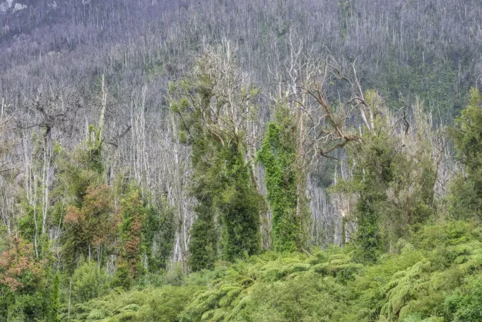 Framed Print : Destroyed forest by the outbreak of the Chaiten volcano, near Puente los Gigios, Pumalin Park, Chaiten, Los Lagos Region, Chile