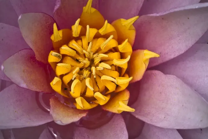 Framed Print : Detail, flower of a Water lily -Nymphaea sp. -, cultivar Framed Print : Detail, flower of a Water lily -Nymphaea sp. -, cultivar