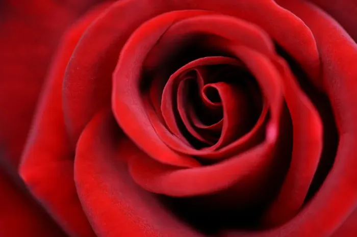 Framed Print : Detail, red Rose (Rosa) Framed Print : Detail, red Rose (Rosa)