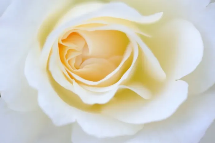 Framed Print : Detail, white Rose (Rosa) Framed Print : Detail, white Rose (Rosa)