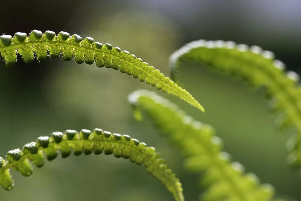 Details of fronds