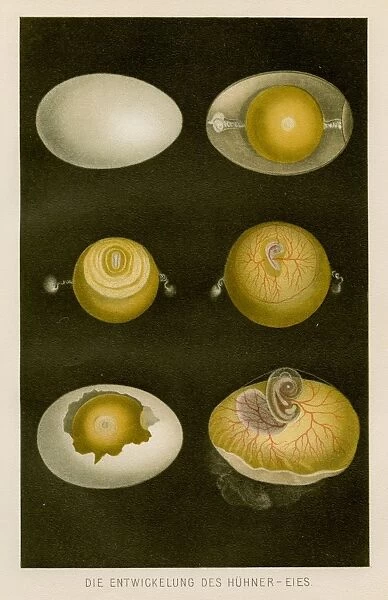 Development of chicken egg anatomy engraving 1857