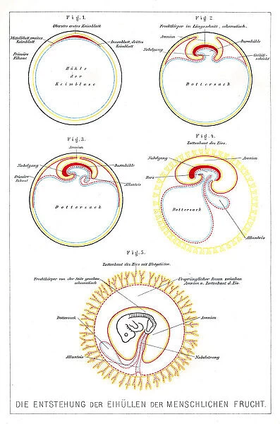 The development of human beings anatomy engraving 1857