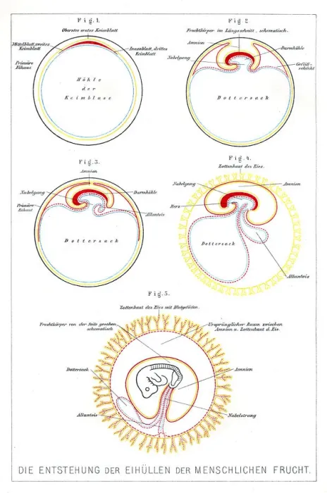 Framed Print : The development of human beings anatomy engraving 1857 Framed Print : The development of human beings anatomy engraving 1857