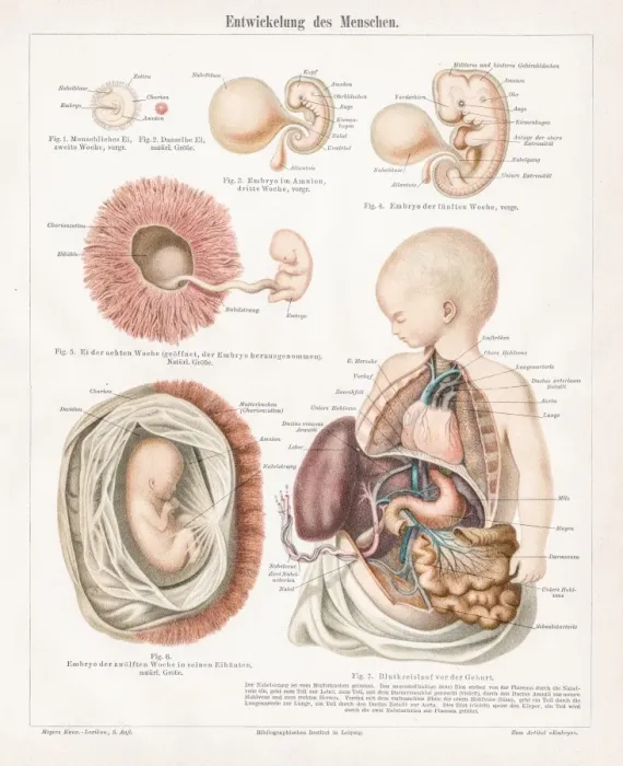 Framed Print : Development of human chromolithograph 1895 Framed Print : Development of human chromolithograph 1895