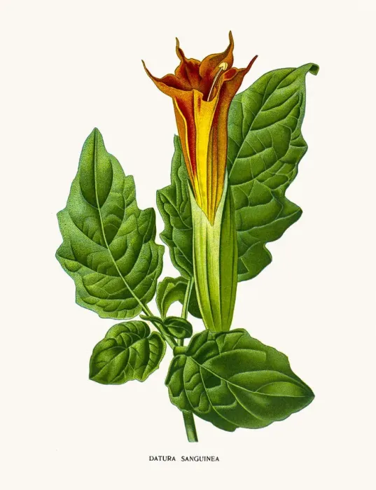 Framed Print : Devils trumpets Framed Print : Devils trumpets