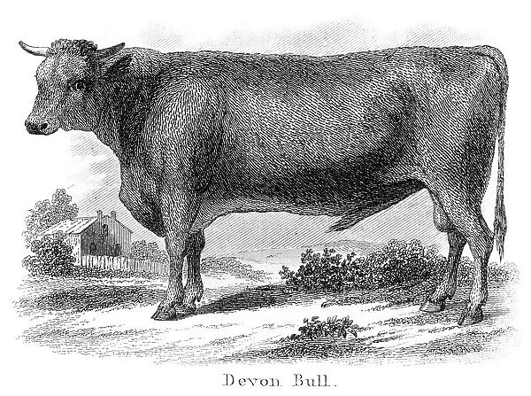 Devon bull engraving 1873