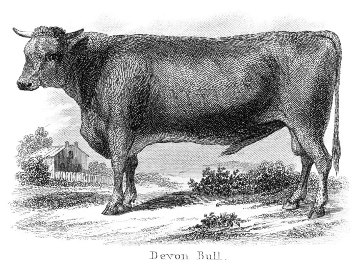 Framed Print : Devon bull engraving 1873 Framed Print : Devon bull engraving 1873