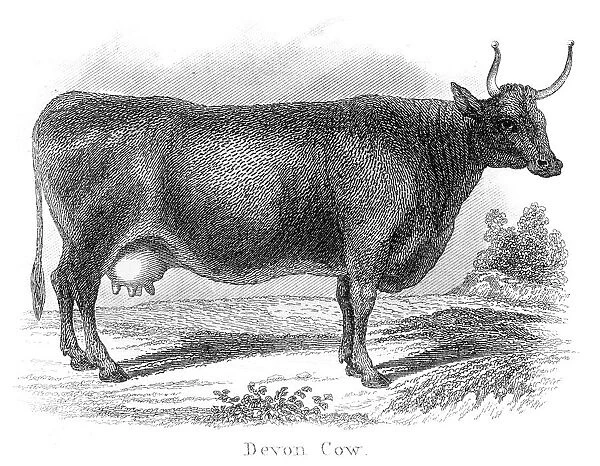 Devon cow engraving 1873