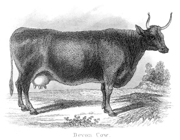 Framed Print : Devon cow engraving 1873 Framed Print : Devon cow engraving 1873