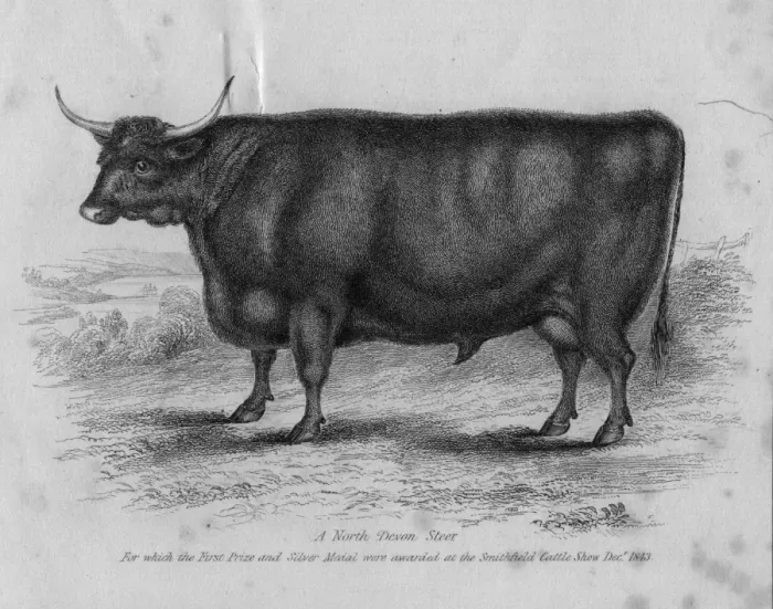 Framed Print : Devon Longhorn Framed Print : Devon Longhorn