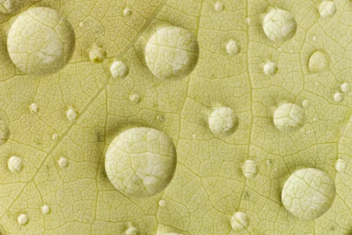Framed Print : Dew drops on a beech leaf, Waldhauser, Bavaria, Germany