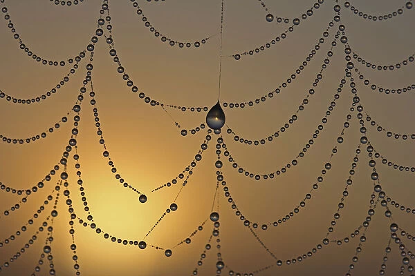 Dewdrops on a spider web in front the sunrise, macro