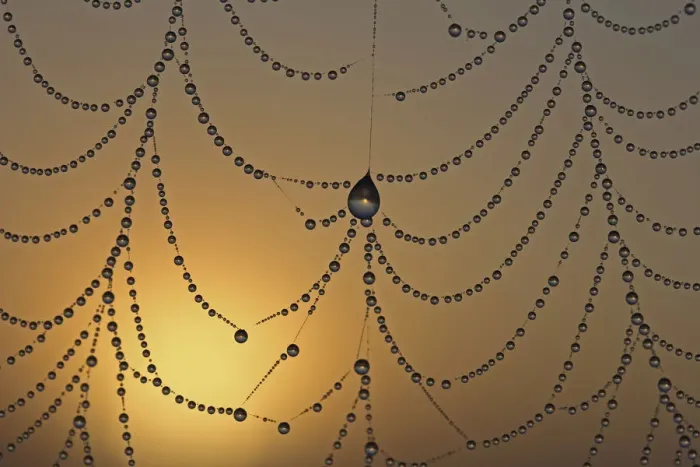 Framed Print : Dewdrops on a spider web in front the sunrise, macro Framed Print : Dewdrops on a spider web in front the sunrise, macro
