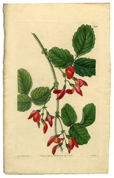 Diadelphia Decandria Victorian Botanical Illustration, Kennedya Marryattae, Kennedya, 1835