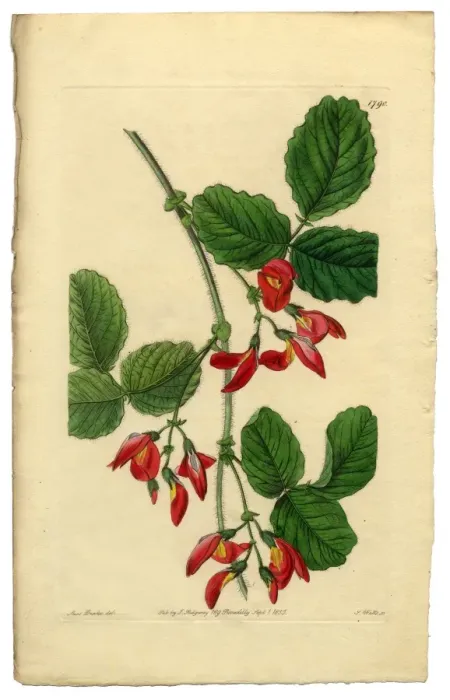 Framed Print : Diadelphia Decandria Victorian Botanical Illustration, Kennedya Marryattae, Kennedya, 1835 Framed Print : Diadelphia Decandria Victorian Botanical Illustration, Kennedya Marryattae, Kennedya, 1835