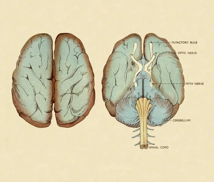 Framed Print : Diagram of Brain Framed Print : Diagram of Brain