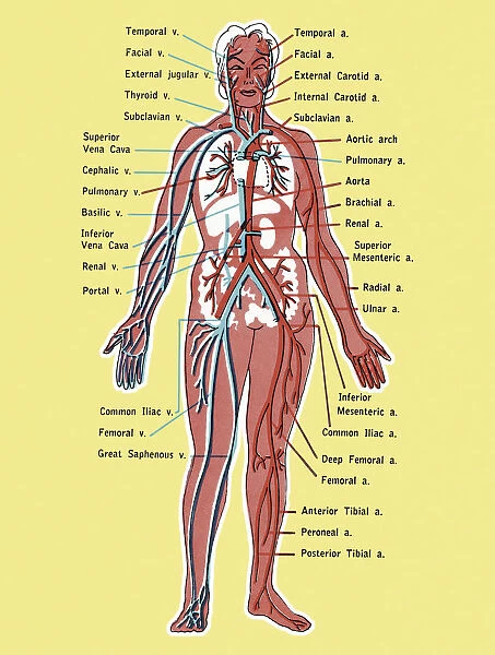 Diagram of the Circulatory System