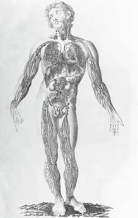 Framed Print : Diagram Depicting Blood Vessel Distribution Framed Print : Diagram Depicting Blood Vessel Distribution