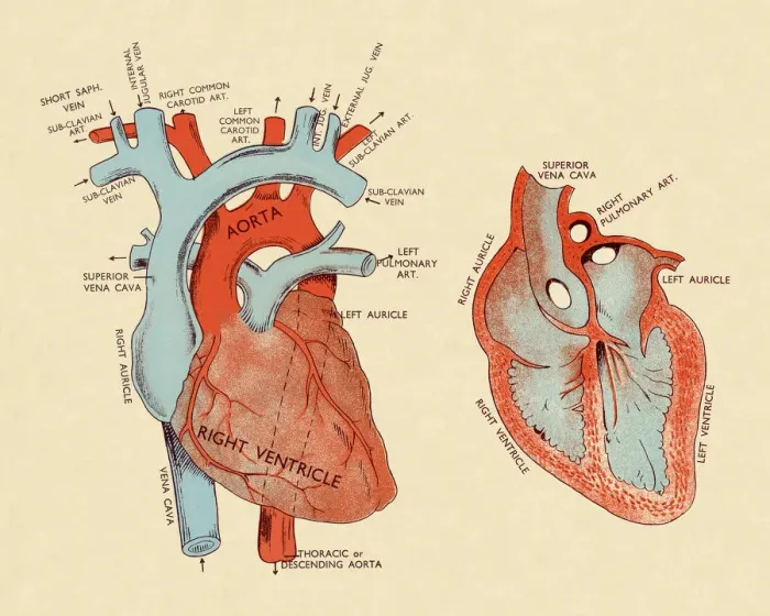 Framed Print : Diagram of Heart Framed Print : Diagram of Heart