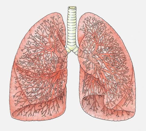 Diagram of human lungs showing blood supply
