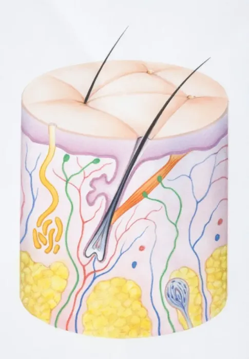 Framed Print : Diagram illustrating the two layers of human skin, epidermis, dermis and hair follicle