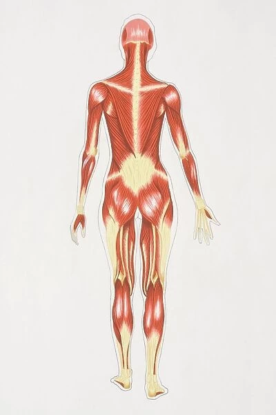 Diagram illustrating muscular structure of female body, rear view