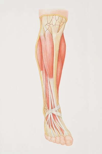 Diagram of lower leg illustrating muscle groups, nerves and veins