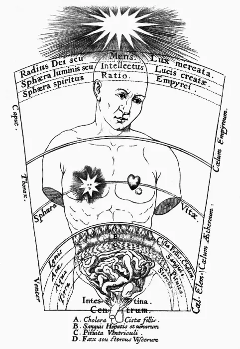 Framed Print : Diagram Of Male Torso & Intestines