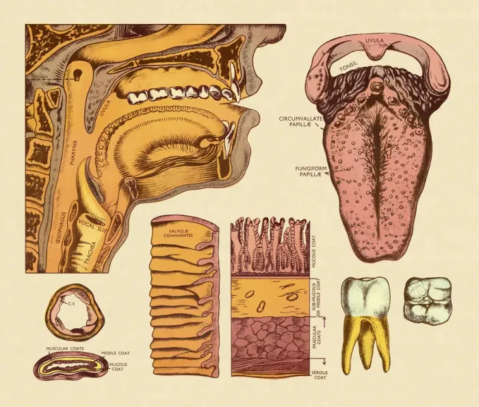 Framed Print : Diagram of Mouth Framed Print : Diagram of Mouth