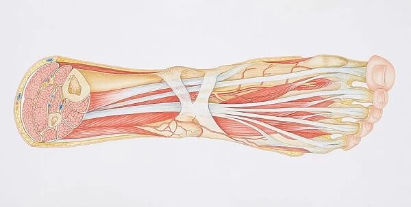 Diagram of the muscles and tendons in the human ankle and foot