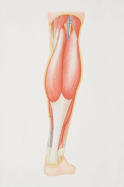 Diagram of back of lower leg illustrating muscle groups, nerves and veins