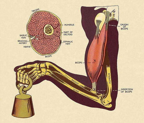 Diagram of of Muscles and Bones in Arm