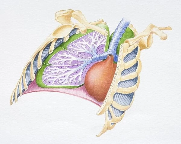 Diagram of rib cage, heart, lungs, diaphragm, cross-section