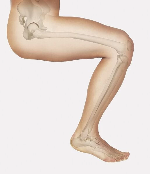 Diagram showing bones inside human leg, seated position