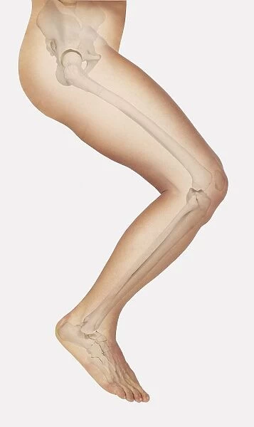 Diagram showing bones inside human leg, ready to jump