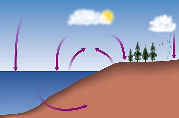 Diagram showing the carbon cycle, digital illustration