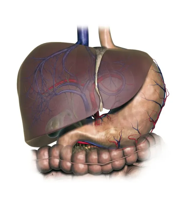 Framed Print : Diagram showing human liver, stomach, gallbladder and pancreas Framed Print : Diagram showing human liver, stomach, gallbladder and pancreas