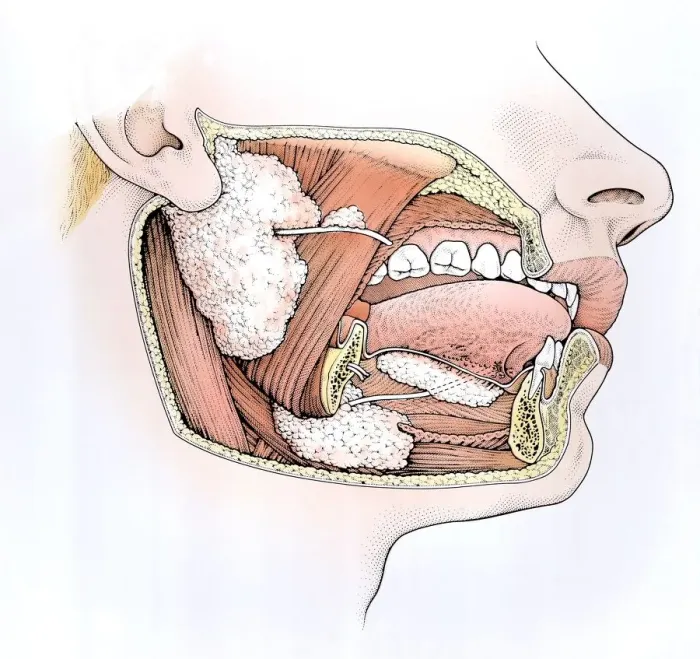 Framed Print : Diagram showing inside of mouth and salivary glands Framed Print : Diagram showing inside of mouth and salivary glands