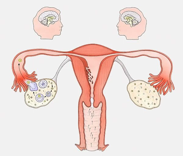Diagram showing the interaction between female sexual organs and the brain, on one side, the normal reproductive cycle, and on the other, the effect of the contraceptive pill