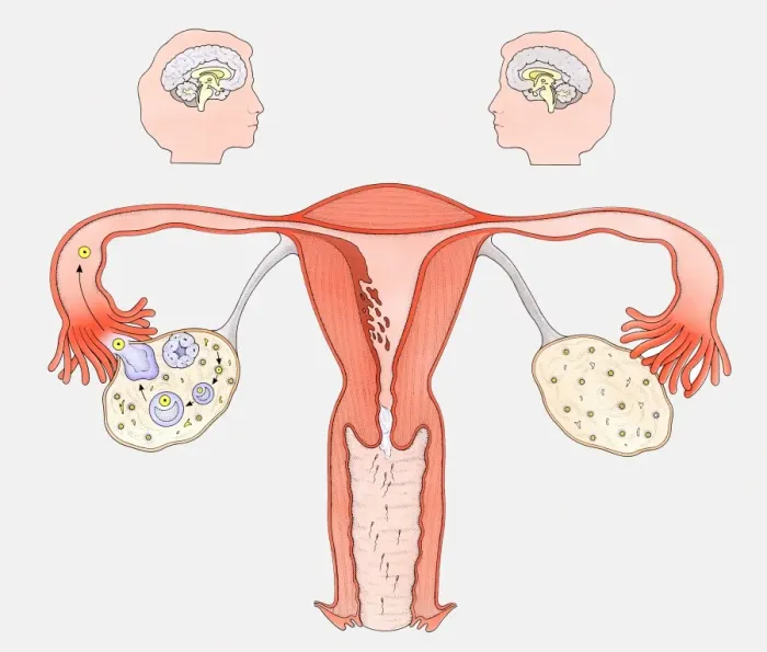 Framed Print : Diagram showing the interaction between female sexual organs and the brain, on one side, the normal reproductive cycle, and on the other, the effect of the contraceptive pill Framed Print : Diagram showing the interaction between female sexual organs and the brain, on one side, the normal reproductive cycle, and on the other, the effect of the contraceptive pill