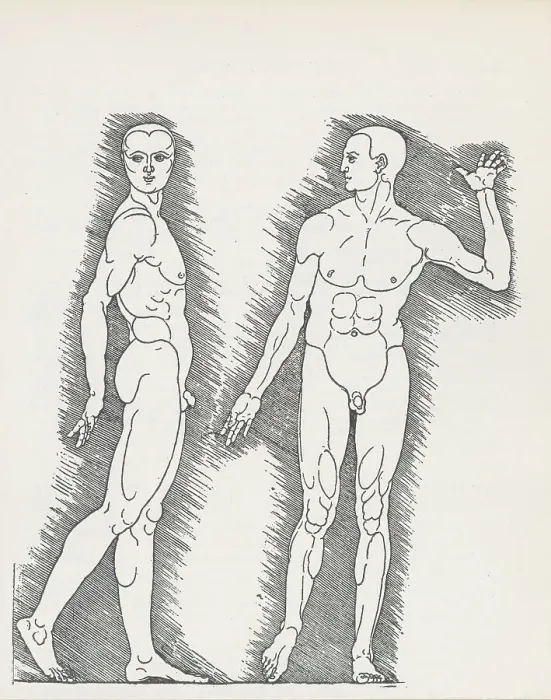 Framed Print : Diagram Showing Male Human Body Proportions Framed Print : Diagram Showing Male Human Body Proportions