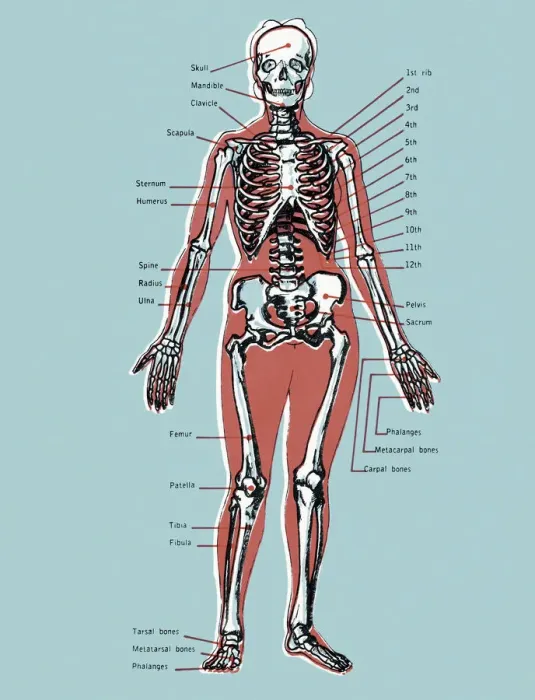 Framed Print : Diagram of a Skeleton Framed Print : Diagram of a Skeleton