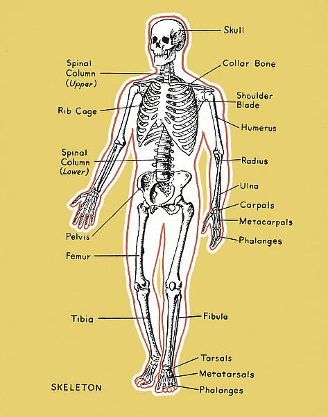 Diagram of a Skeleton