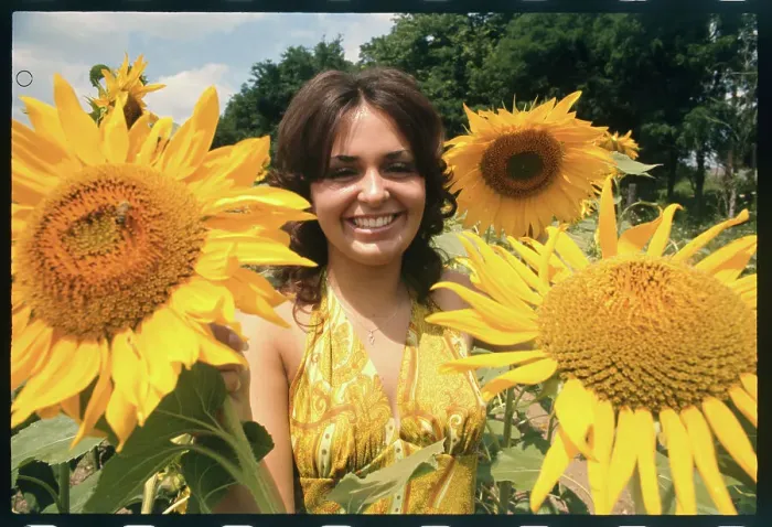 Framed Print : Diane Watson Among Sunflowers Framed Print : Diane Watson Among Sunflowers