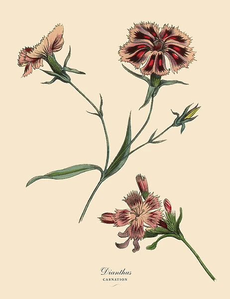 Dianthus or Carnation Plant, Victorian Botanical Illustration
