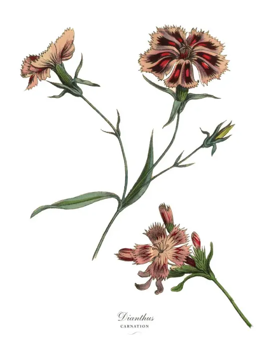 Framed Print : Dianthus or Carnation Plant, Victorian Botanical Illustration Framed Print : Dianthus or Carnation Plant, Victorian Botanical Illustration