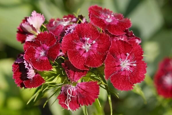 Dianthus, Sweet William (Dianthus barbatus), red blossoms
