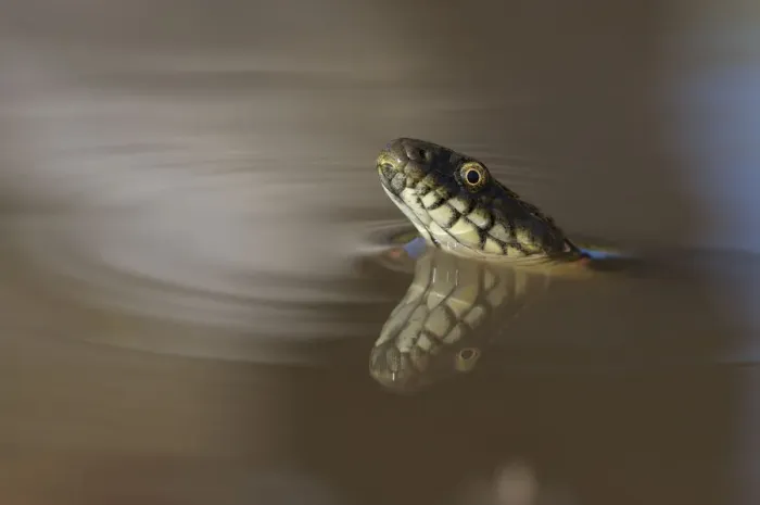 Framed Print : Dice Snake -Natrix tessellata-, in the water, with reflection, Bulgaria Framed Print : Dice Snake -Natrix tessellata-, in the water, with reflection, Bulgaria
